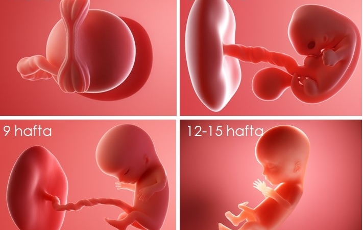 Hafta Hafta Gebelik Yolculuğu ve Vücudunuzdaki Değişimler